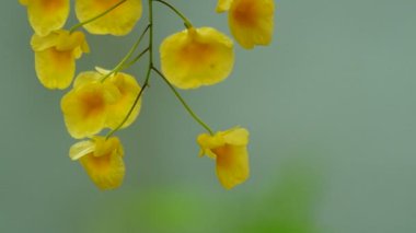 Dendrobium orkide çiçek