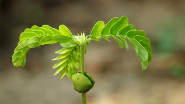 青春萌动期植物震动 — 图库视频影像