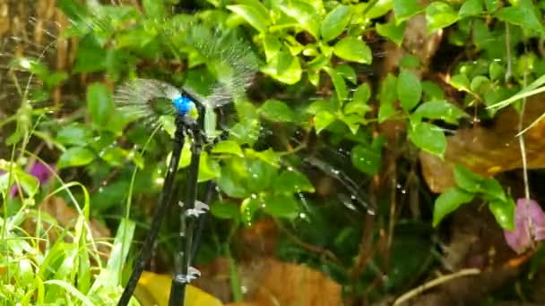 Pequeño aspersor está rociando agua — Vídeos de Stock