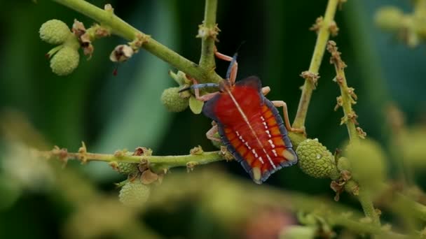 Stink bug is resting on the longan shoot — Stock Video