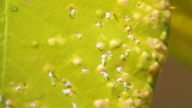 yaprak biti grupları