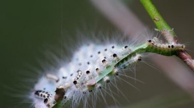Kelebek genç larva grup