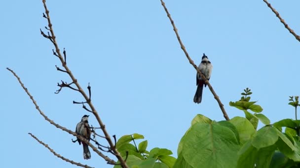 Casal de bulbul vermelho-whiskered está descansando — Vídeo de Stock