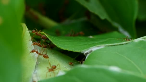 Le formiche tessitrici camminano sull'alveare — Video Stock
