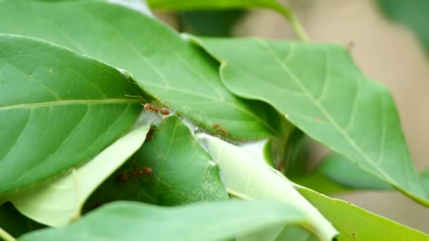 Le formiche tessitrici camminano sull'alveare — Video Stock