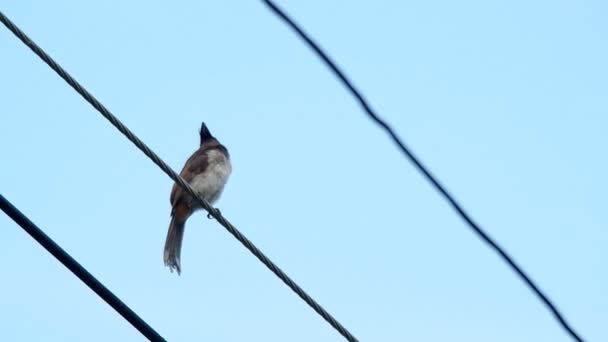 Červená vousatý bulbul odpočívá — Stock video