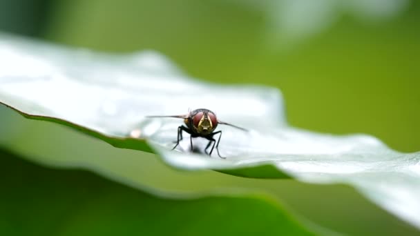 Mosca está se movendo na folha verde — Vídeo de Stock