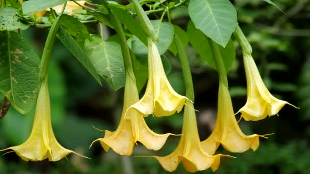 Las flores de la trompeta de Ángel tiemblan — Vídeos de Stock