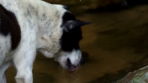 Собака пьет воду в ручье — стоковое видео