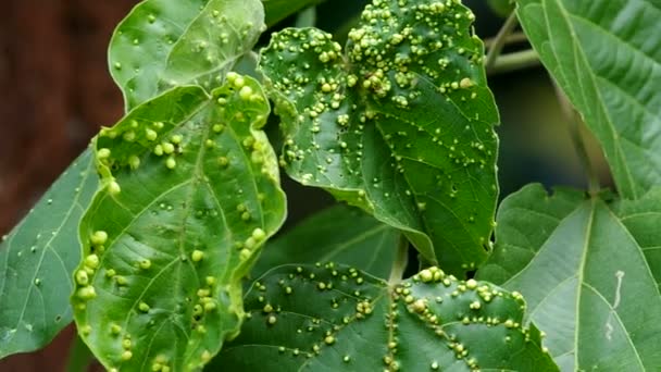 Leafs with gall diseases — Stock Video