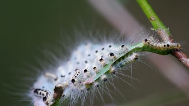 Group of young larva of butterfly — Stock Video