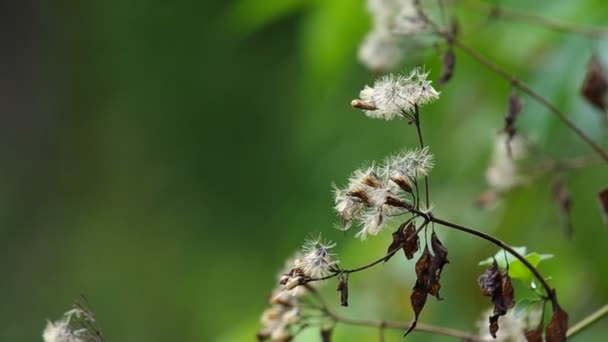 野生蒲公英花在颤抖 — 图库视频影像