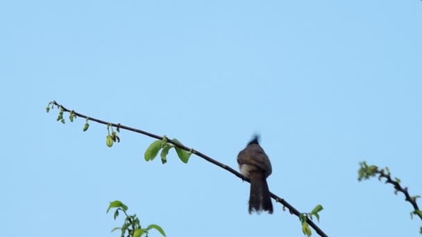 Bulbul ruiva está limpando seu corpo — Vídeo de Stock