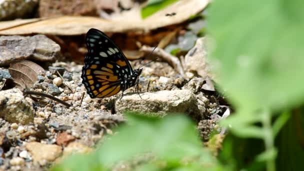 Papillon sauvage lèche la pierre — Video