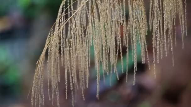 Flores de hierba están temblando — Vídeos de Stock