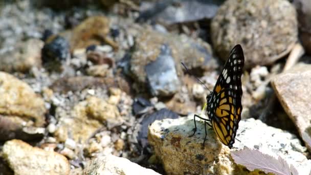 Mariposa salvaje está lamiendo la piedra — Vídeo de stock