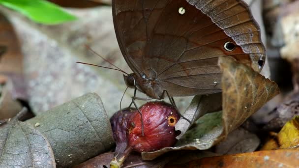 Farfalla sta leccando il frutto — Video Stock