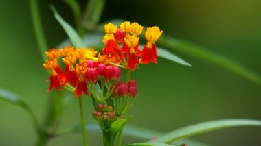 Kelebek otu çiçekleri