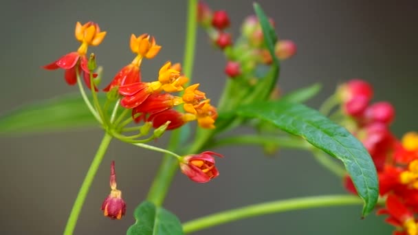 Butterfly weed květiny jsou otřesena vítr — Stock video