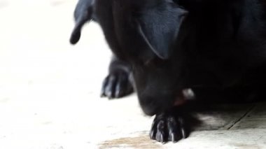 siyah köpek onun ayak yalama