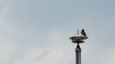 küllü woodswallow scount kutup
