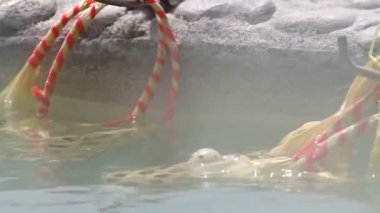 Bıldırcın Yumurta Haşlama