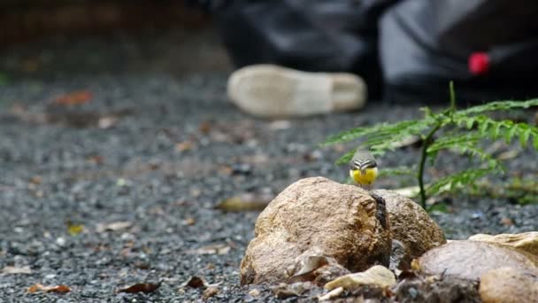 Gray wagtail bird on the rock — Stock Video