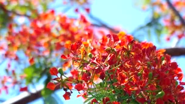 艳丽的鲜花和风 — 图库视频影像