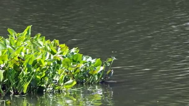 Vattenhyacinter flytande i reservoaren — Stockvideo