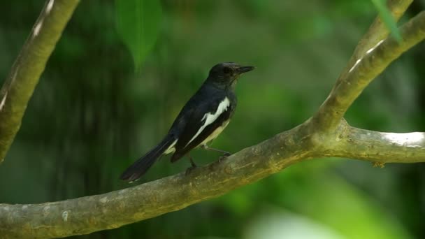 Pie-rouge orientale sur l'arbre — Video