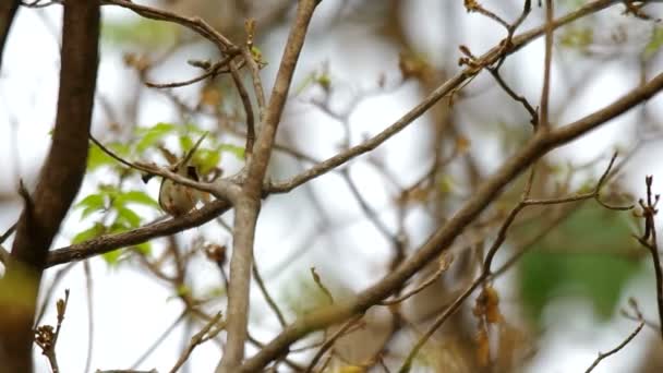 Tailorbird se mueve sobre el árbol — Vídeos de Stock