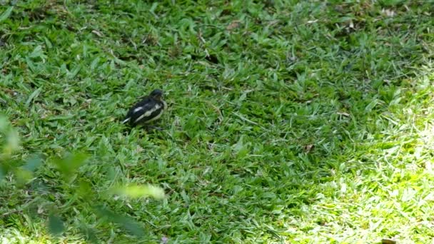 Young oriental magpie-robin is fed by its mother — Stock Video