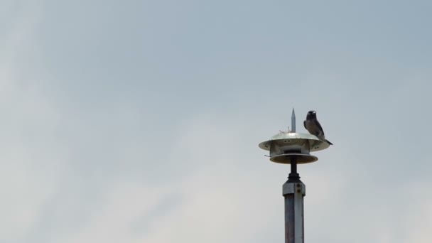 Hamuszürke fecskeseregély scount pole — Stock videók