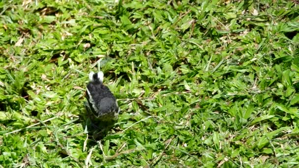 Young magpie robin on the lawn — Stock Video