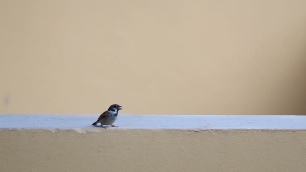 Sparrow bird rest and jumping away — Stock Video