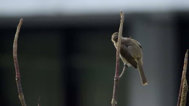 Strimma-eared Bulbul koppla av — Stockvideo