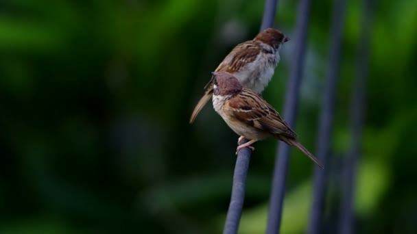 Two sparrows are resting — Stock Video