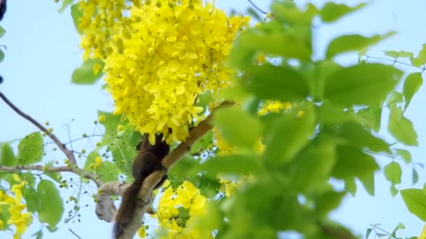 Eichhörnchen frisst die Blumen — Stockvideo