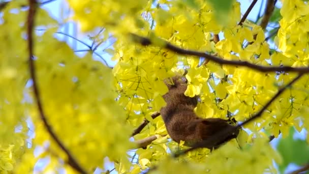 Esquilo está comendo as flores — Vídeo de Stock