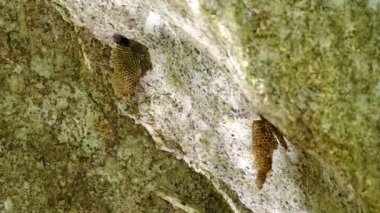 Rock su ışığın yansıması