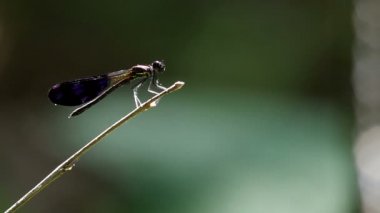 Kızböcekleri dal üzerinde