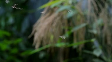 küçük böcekler uçuyor