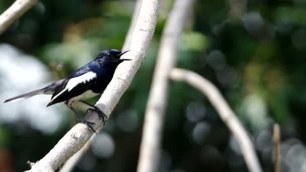 Oriental magpie-robin on shaken tree — Stock Video