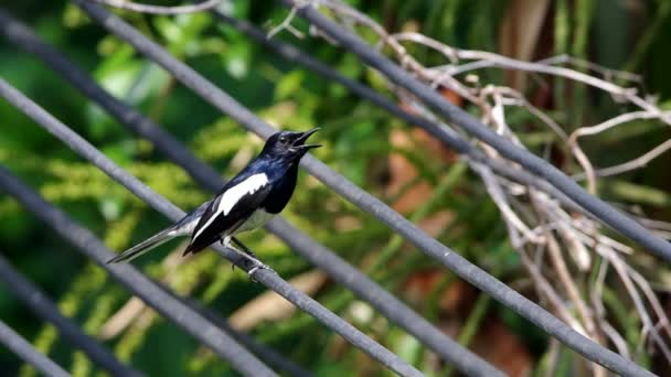 Oriental magpie-robin on the electricity wire — Stock Video