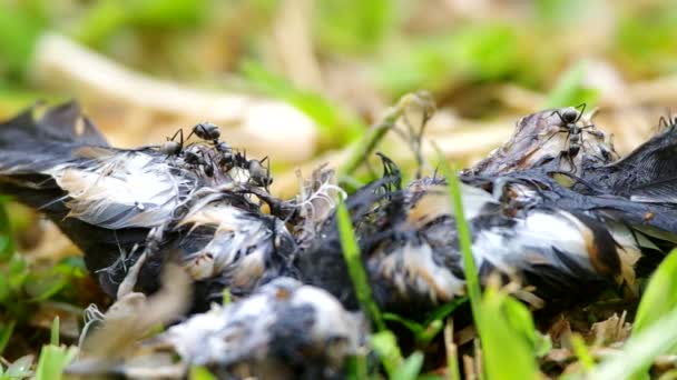 Insecten eten het lijk van de vogel — Stockvideo