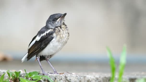 Young injured oriental magpie-robin is sitting — Stock Video