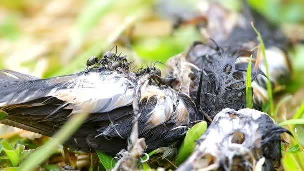 Mieren en andere insecten eten het lijk van de vogel — Stockvideo