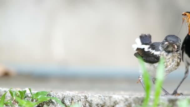 Ave madre dando los insectos a la descendencia — Vídeos de Stock