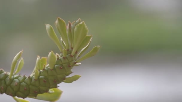 Cactus de chanvre ornemental — Video