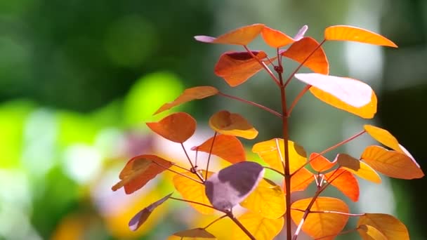 Jeunes feuilles rouges tremblent — Video